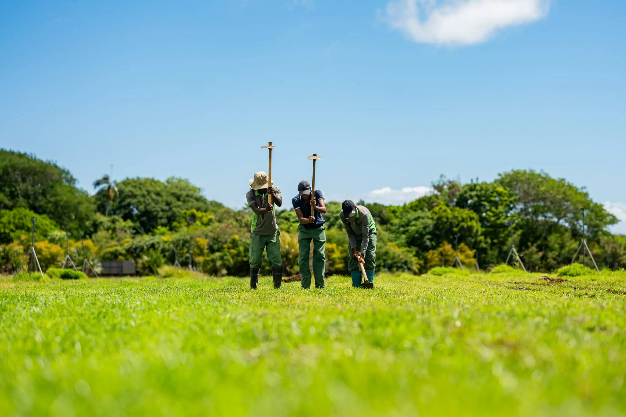 maison_rouillard_agriculture_endemika_gazon_endemique_ile_maurice (1)