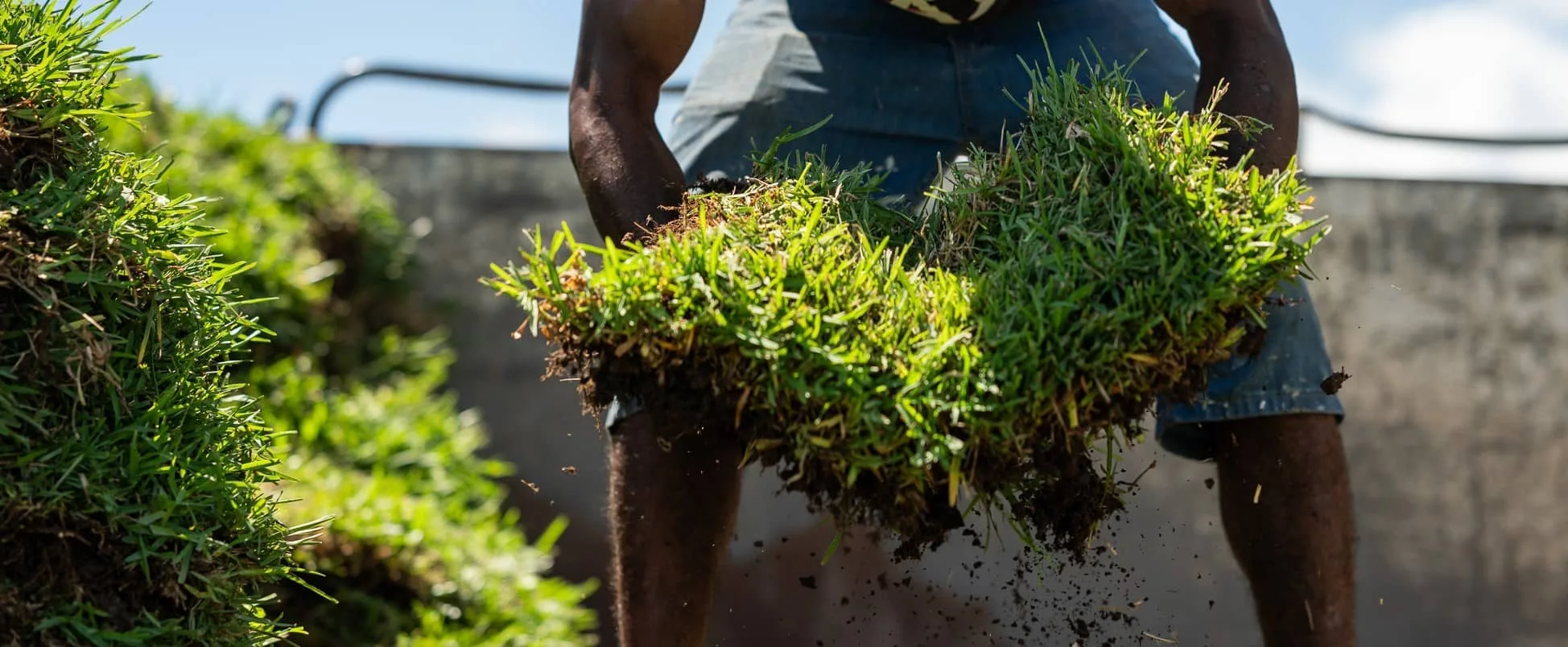 maison_rouillard_agriculture_endemika_gazon_endemique_ile_maurice (3)