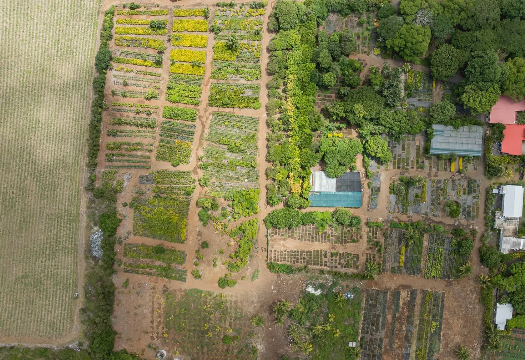 maison_rouillard_endemika_pepiniere_ile_maurice_endemique_plantes (1)