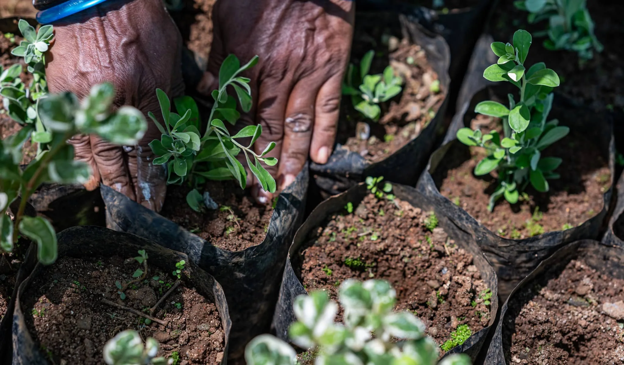 maison_rouillard_endemika_pepiniere_ile_maurice_endemique_plantes (2)