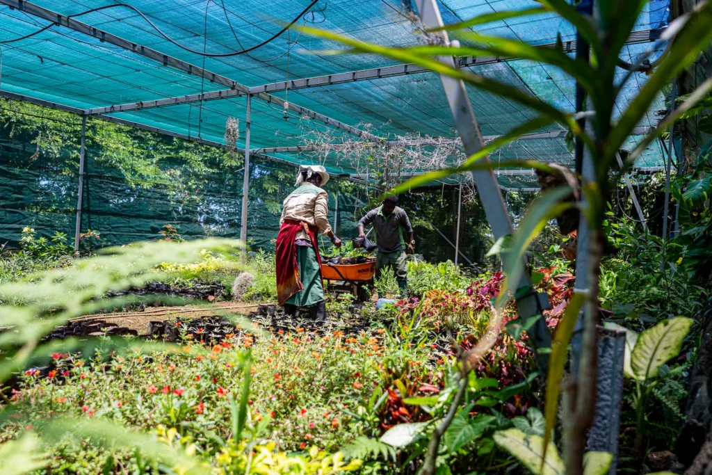 maison rouillard endemika pepiniere ile maurice endemique plantes 3