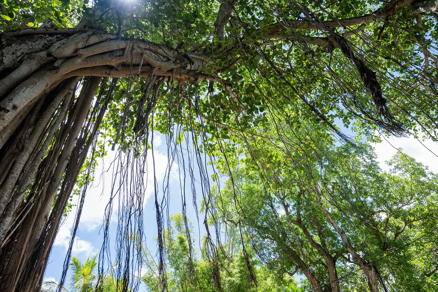 maison_rouillard_endemika_terrain_development_business_park (3)